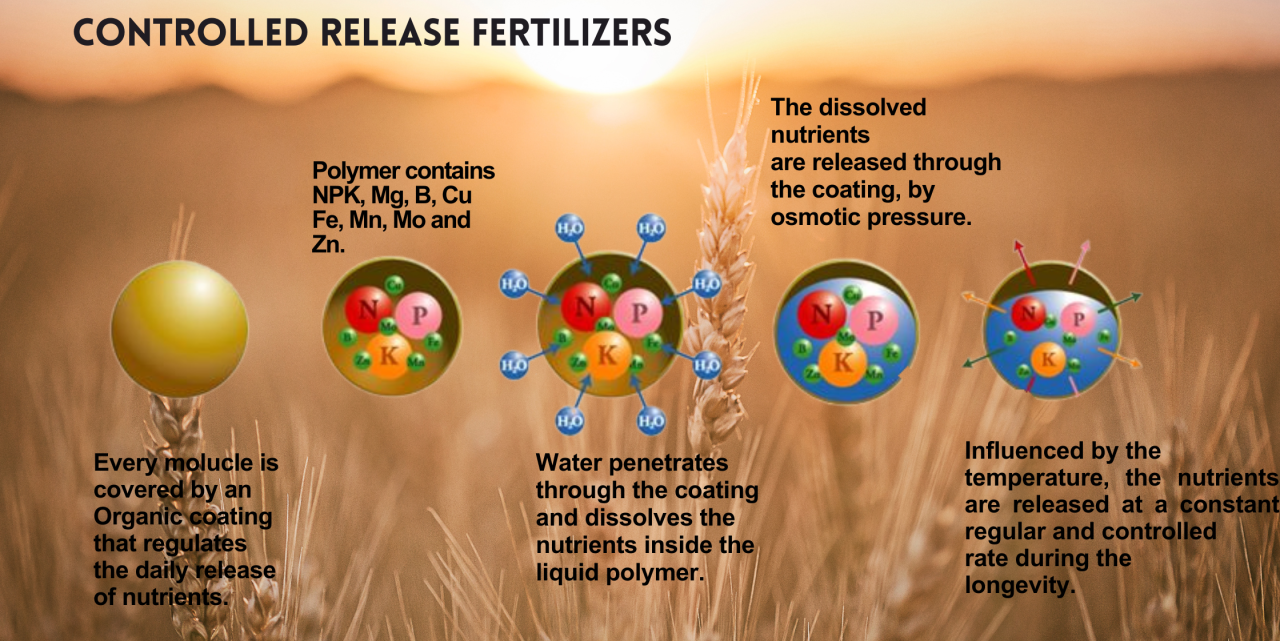What is the role of controlled-release fertilizers in sustainable farming?