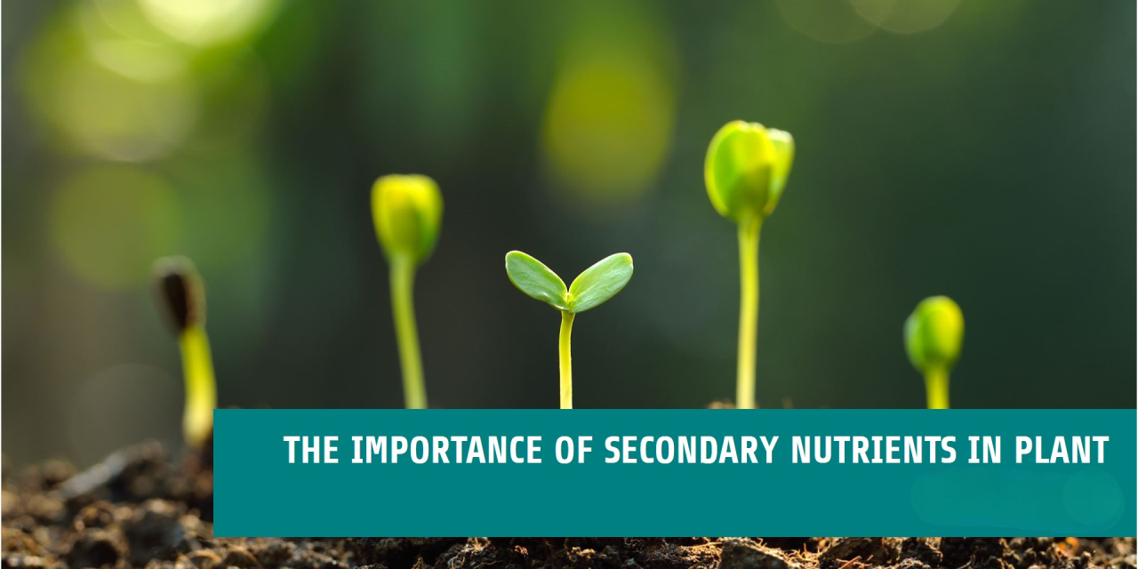 What role do secondary nutrients play in enhancing crop yields?