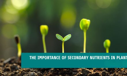 What role do secondary nutrients play in enhancing crop yields?